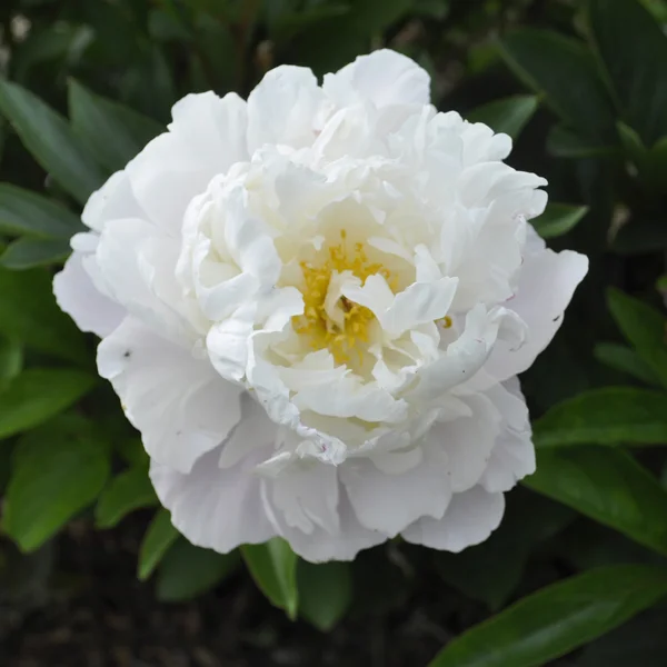 claireaustin-hardyplants3022967