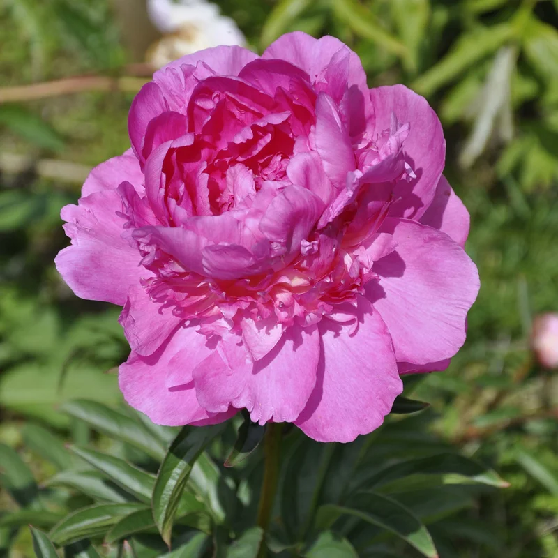 claireaustin-hardyplants3023082