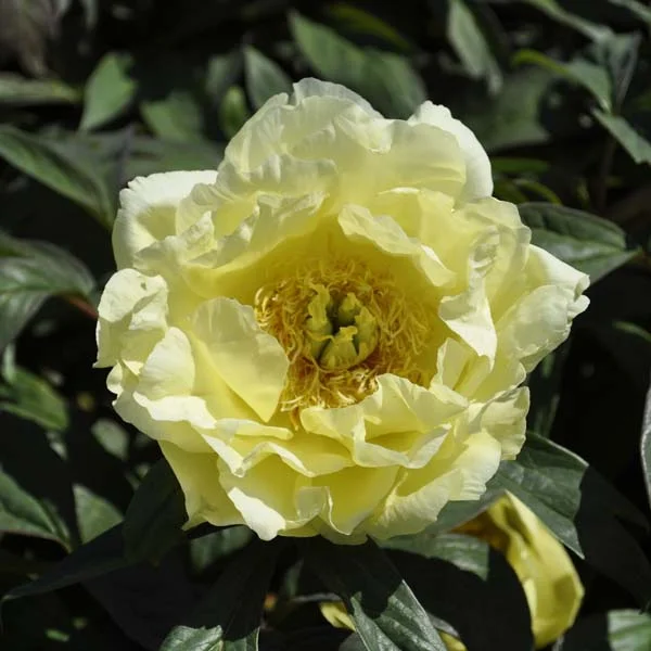 claireaustin-hardyplants3023105