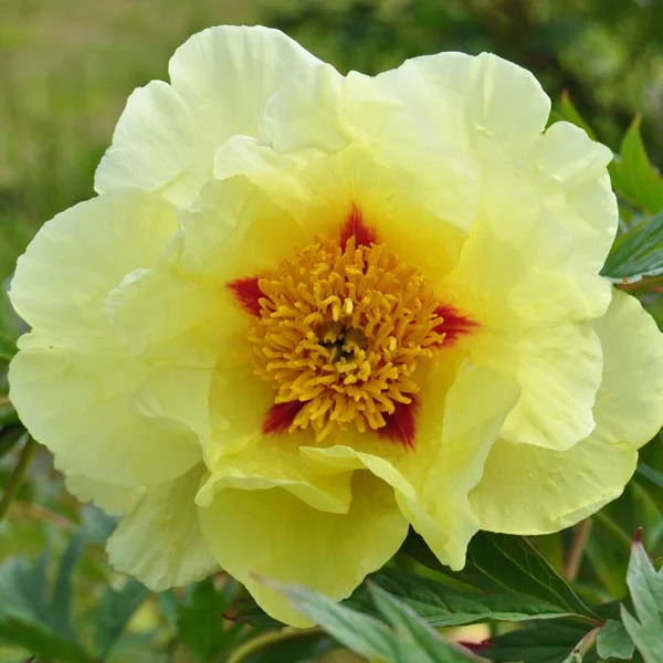 claireaustin-hardyplants3023123