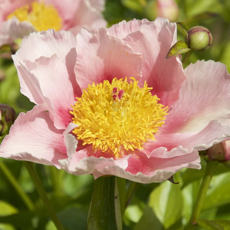 claireaustin-hardyplants3023181