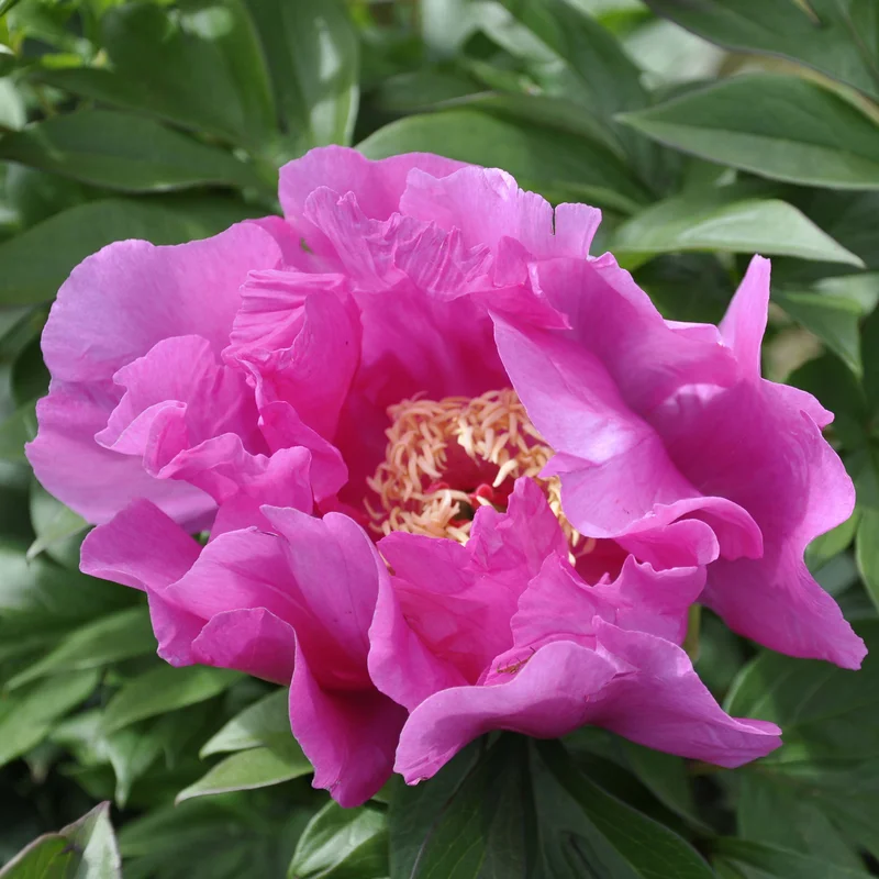 claireaustin-hardyplants3023292