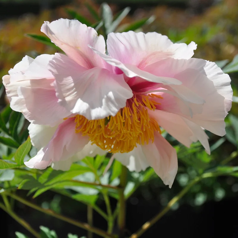 claireaustin-hardyplants3023326