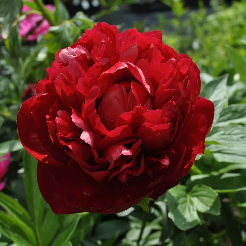 claireaustin-hardyplants3023362