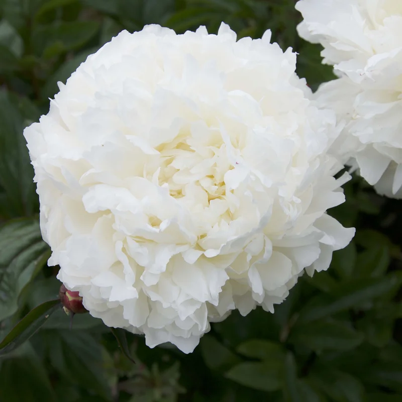 claireaustin-hardyplants3023391