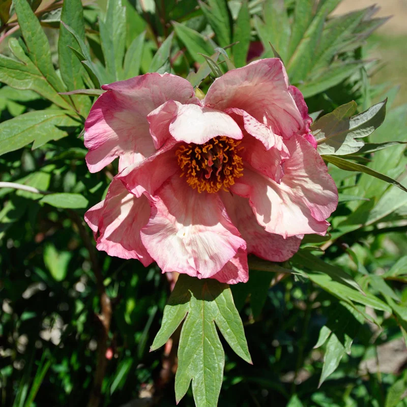 claireaustin-hardyplants3023421