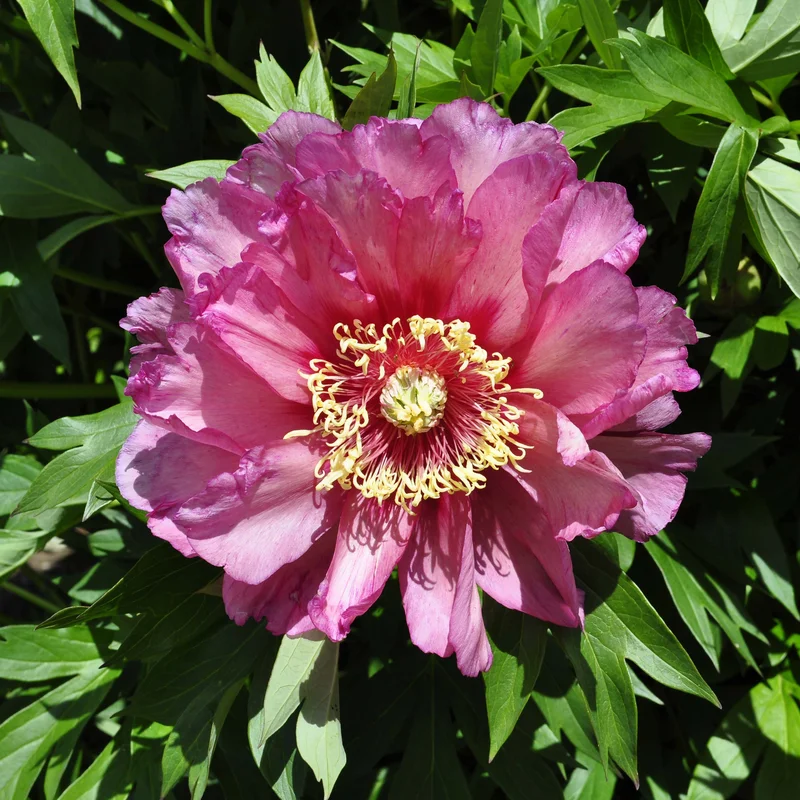 claireaustin-hardyplants3023504