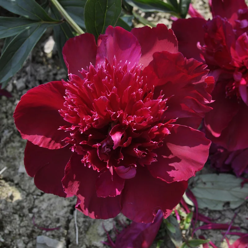 claireaustin-hardyplants3023615