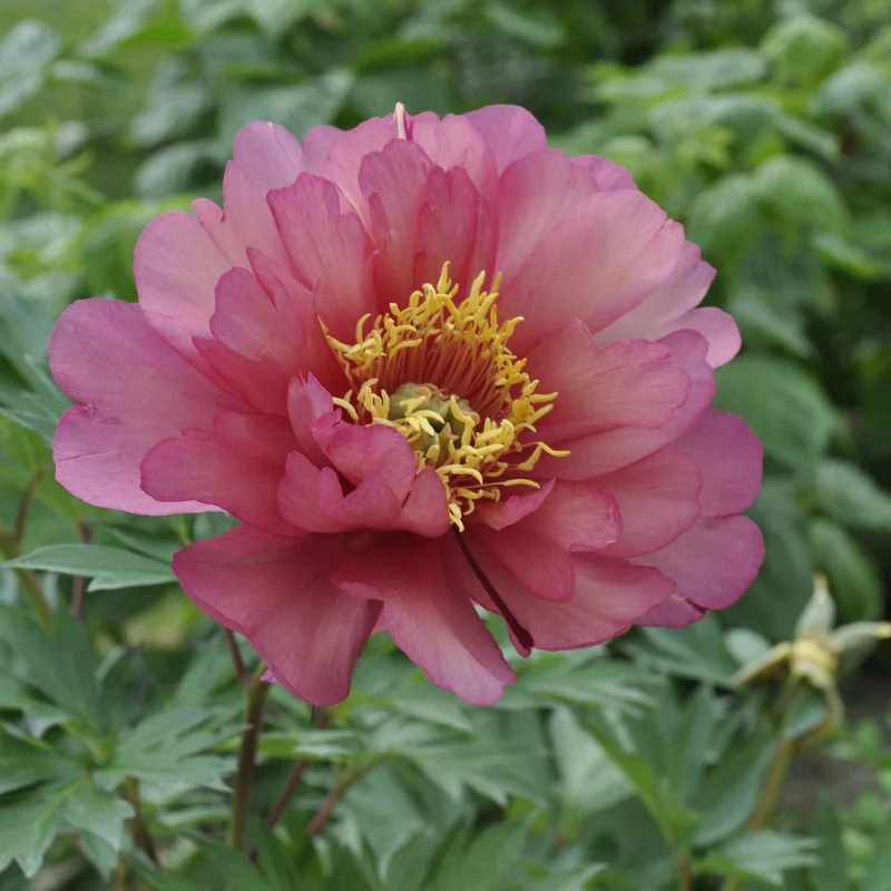 claireaustin-hardyplants3023900