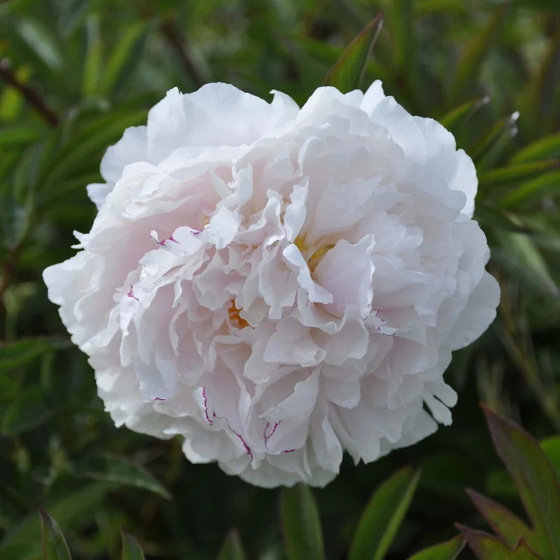 claireaustin-hardyplants3024017
