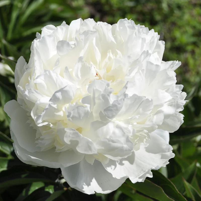 claireaustin-hardyplants3024237