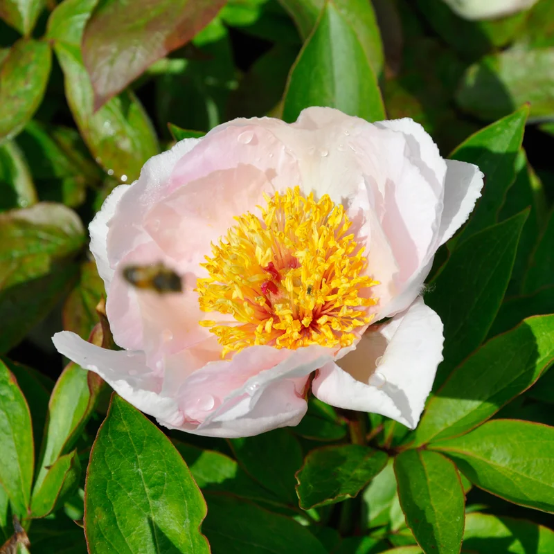 claireaustin-hardyplants3024450