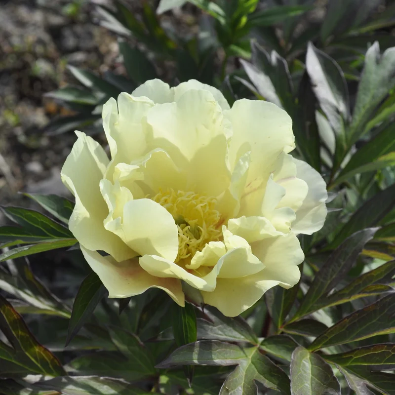 claireaustin-hardyplants3024540
