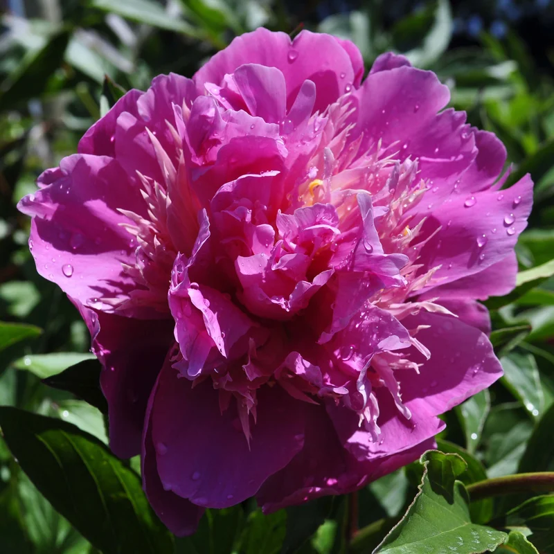 claireaustin-hardyplants3024575
