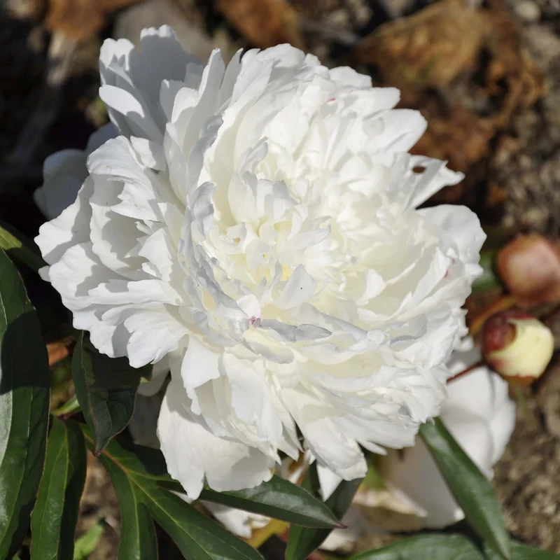claireaustin-hardyplants3024625