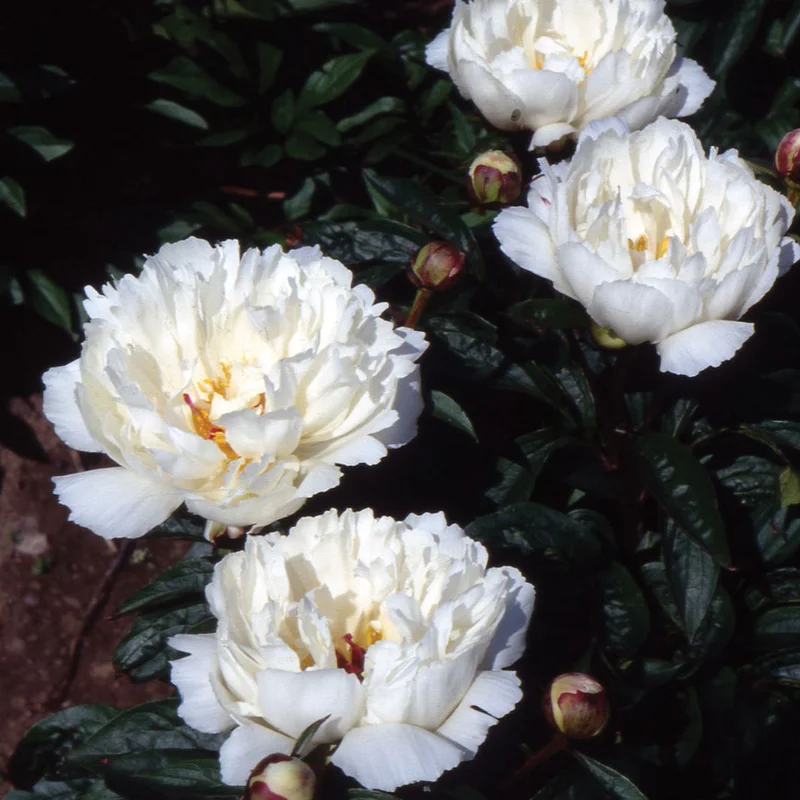 claireaustin-hardyplants3024655