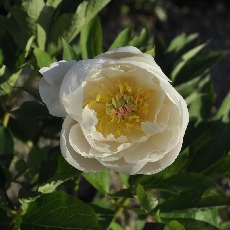 claireaustin-hardyplants3024829