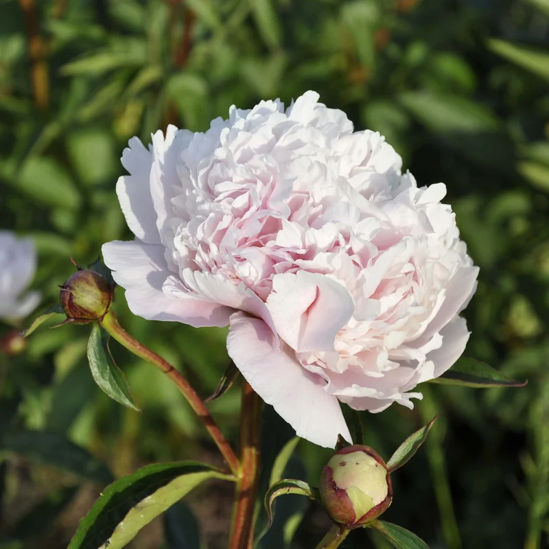 claireaustin-hardyplants3024908