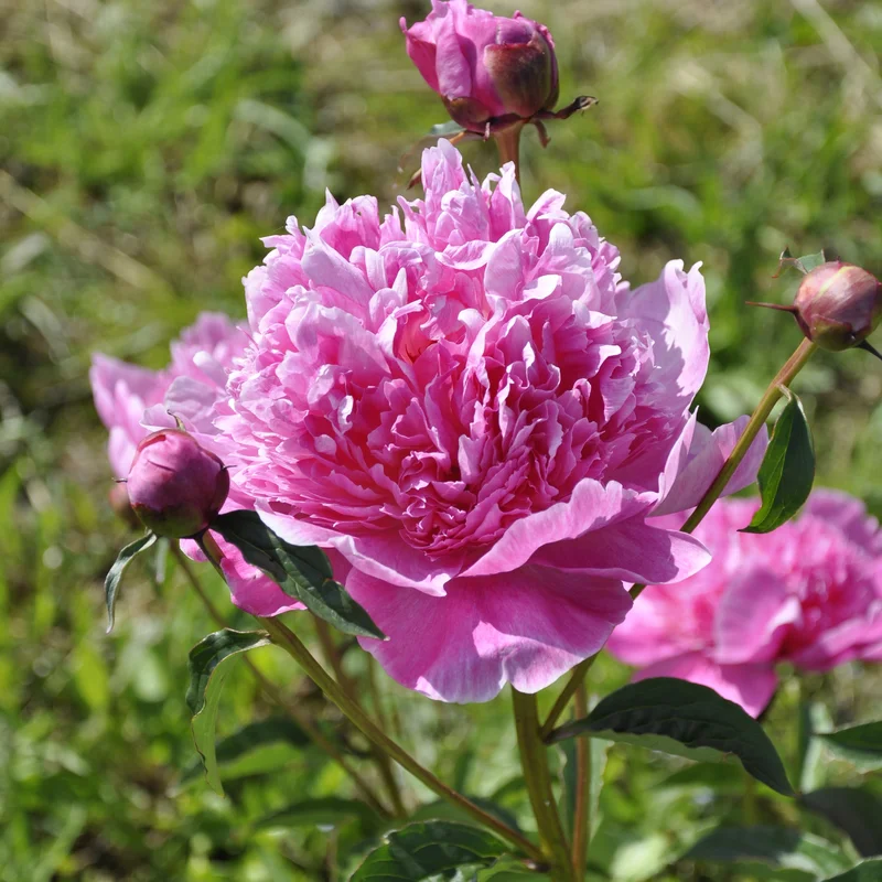 claireaustin-hardyplants3025012