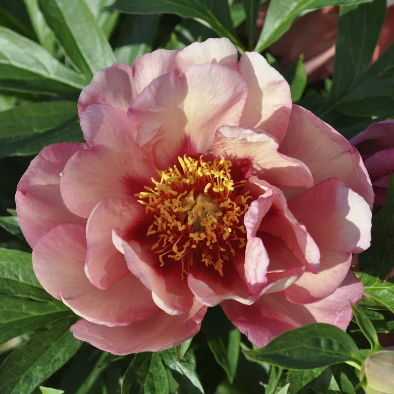 claireaustin-hardyplants3025048