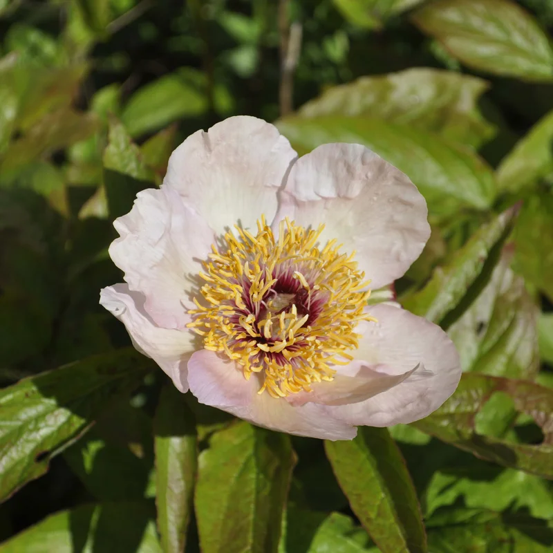 claireaustin-hardyplants3025097