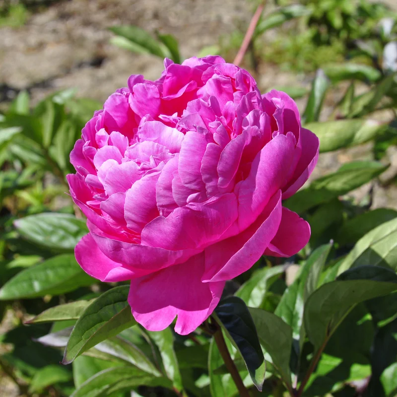 claireaustin-hardyplants3025159