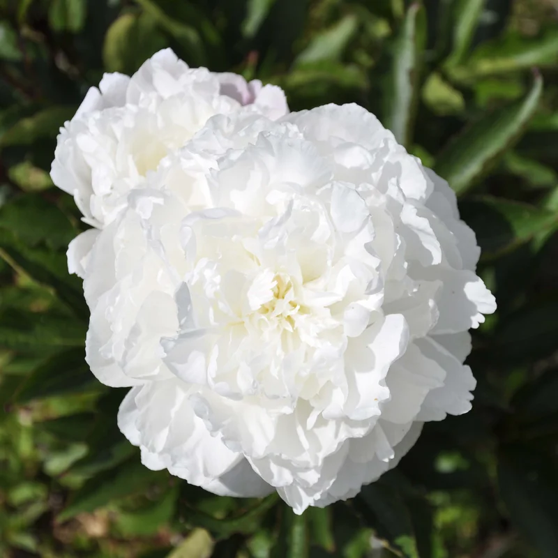 claireaustin-hardyplants3025224