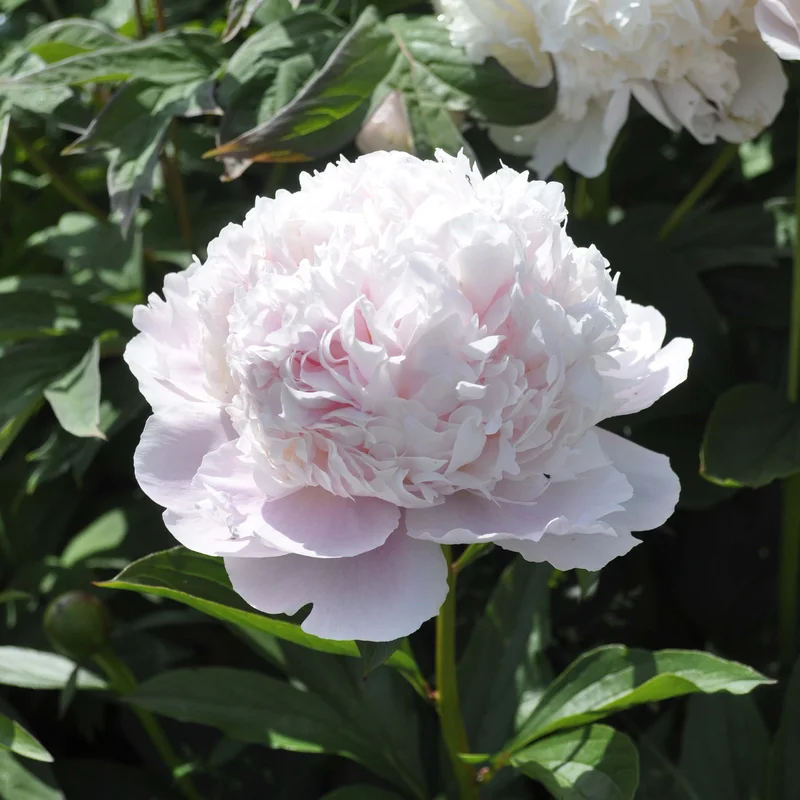 claireaustin-hardyplants3025436