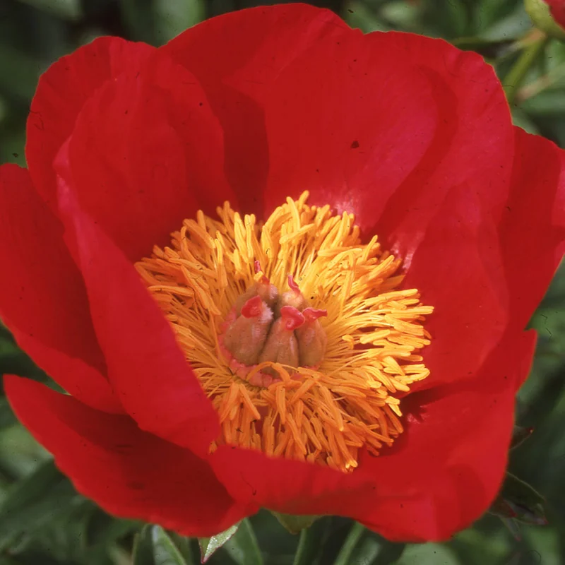 claireaustin-hardyplants3025535