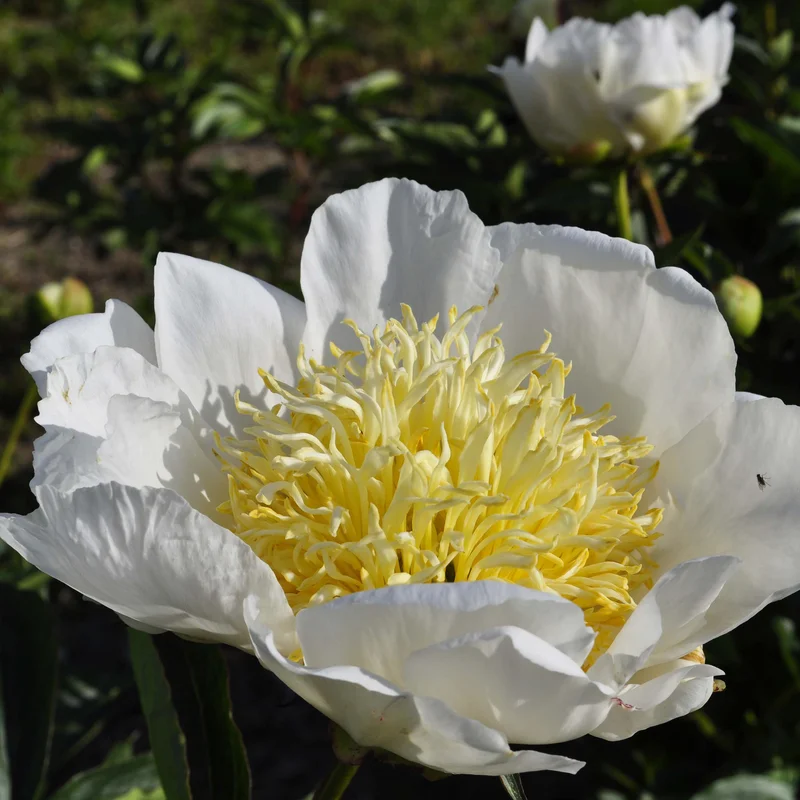 claireaustin-hardyplants3025575