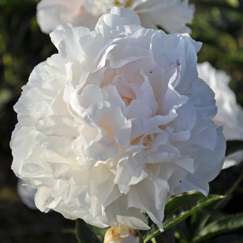 claireaustin-hardyplants3025796