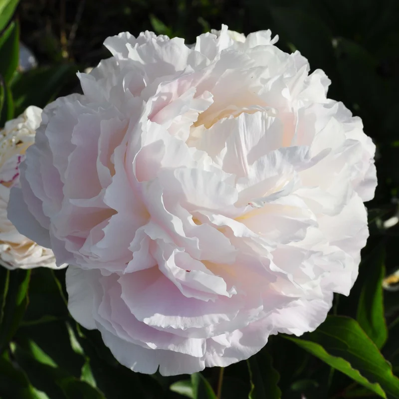 claireaustin-hardyplants3025896