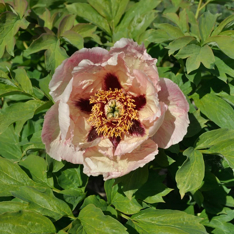 claireaustin-hardyplants3026111