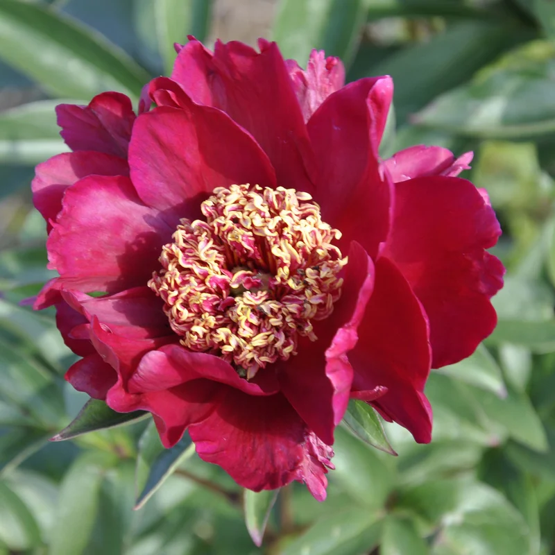 claireaustin-hardyplants3026147
