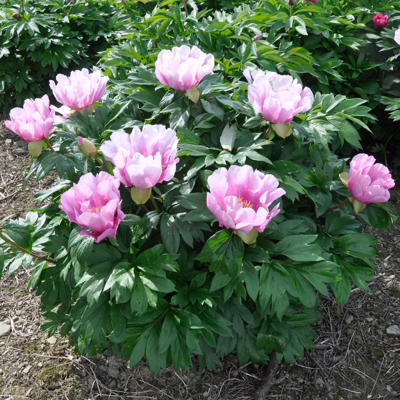 claireaustin-hardyplants3026178