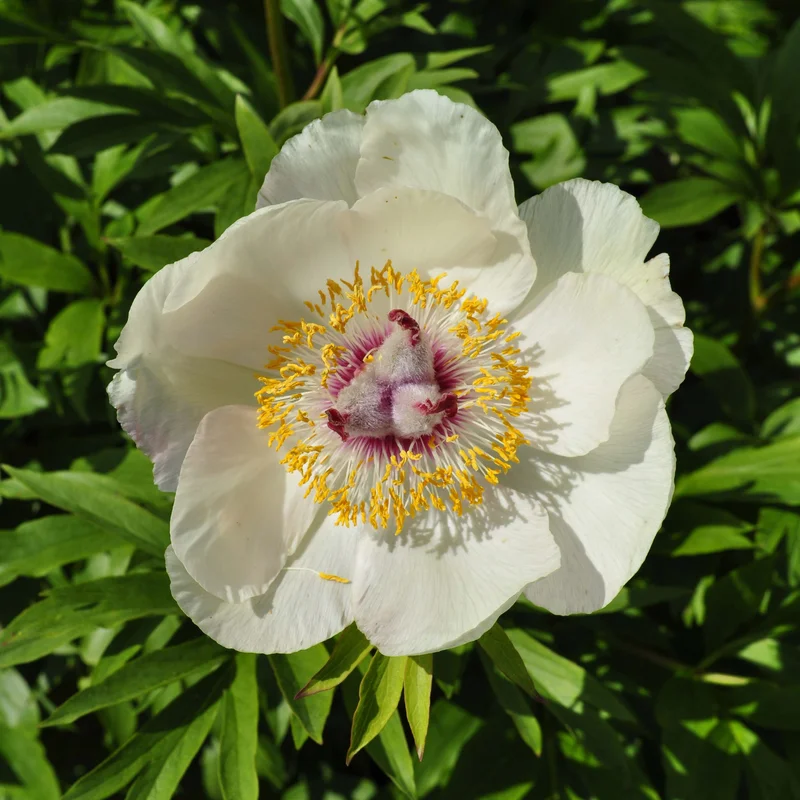 claireaustin-hardyplants3026219