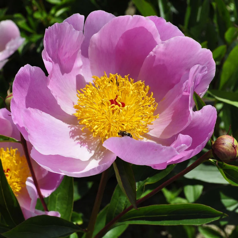 claireaustin-hardyplants3026258