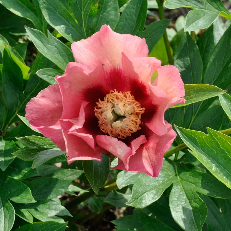 claireaustin-hardyplants3026318