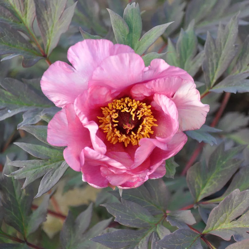 claireaustin-hardyplants3026399