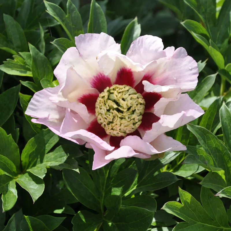 claireaustin-hardyplants3026432