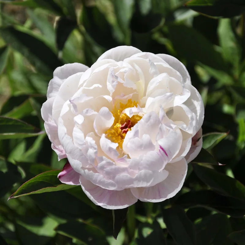 claireaustin-hardyplants3026596