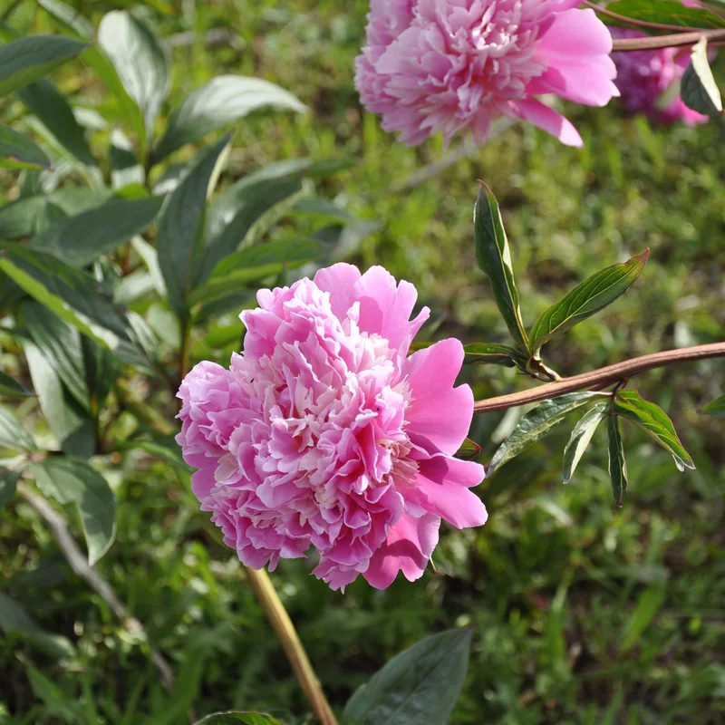 claireaustin-hardyplants3026672