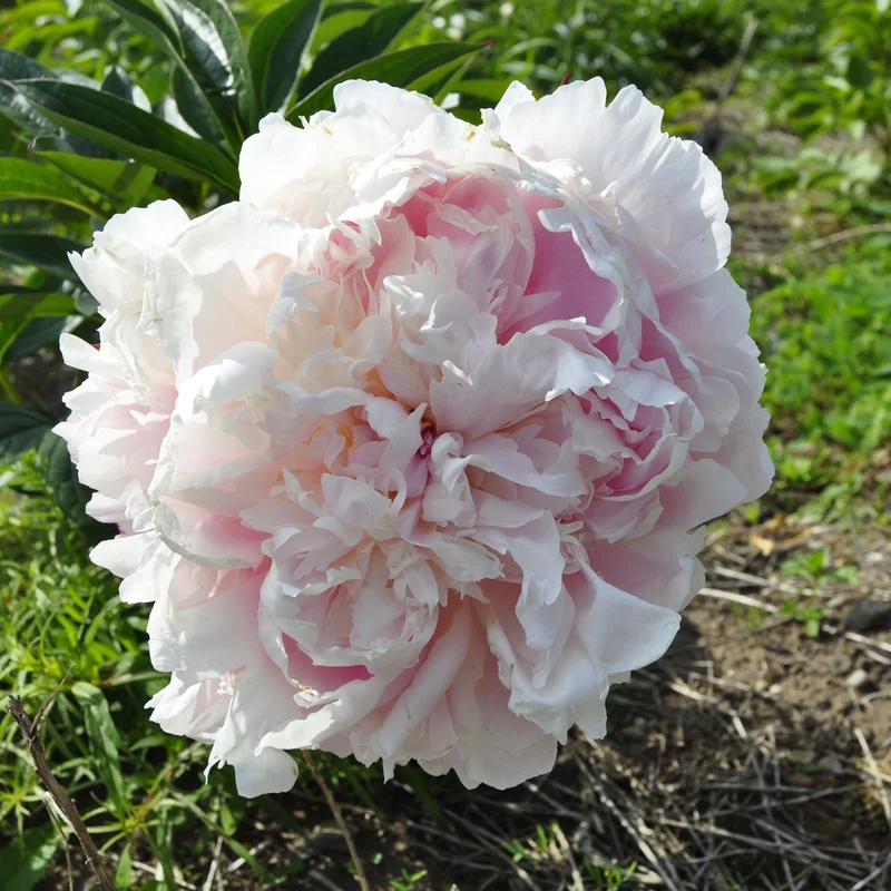 claireaustin-hardyplants3026872