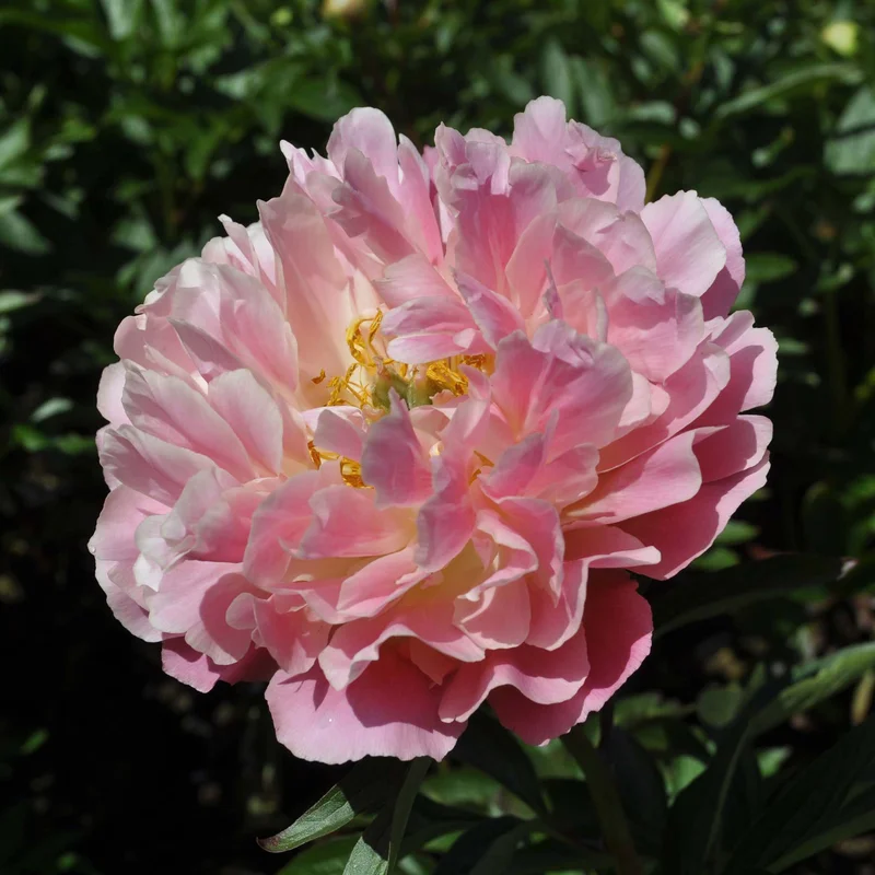 claireaustin-hardyplants3026916
