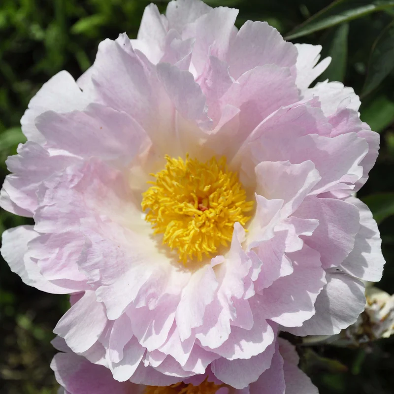 claireaustin-hardyplants3026984