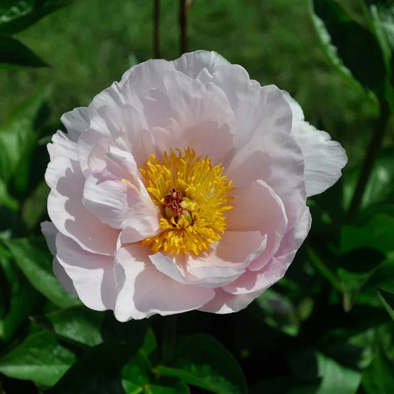 claireaustin-hardyplants3027013