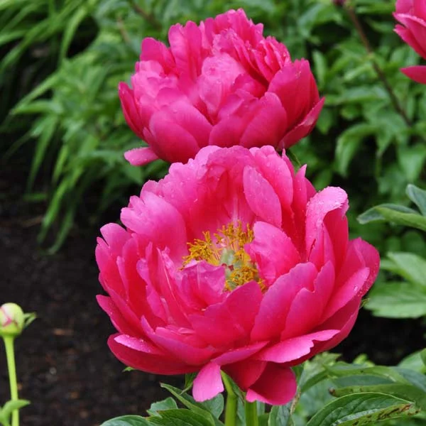 claireaustin-hardyplants3027295
