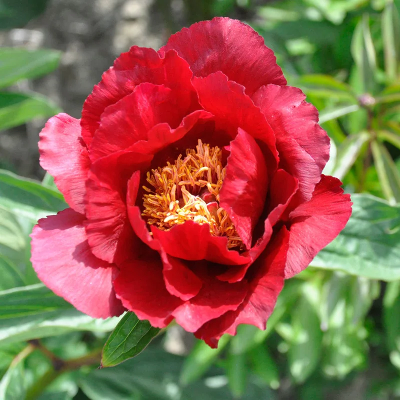 claireaustin-hardyplants3027432