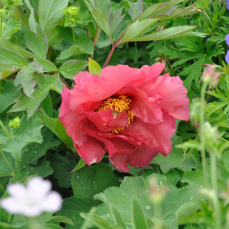 claireaustin-hardyplants3027646
