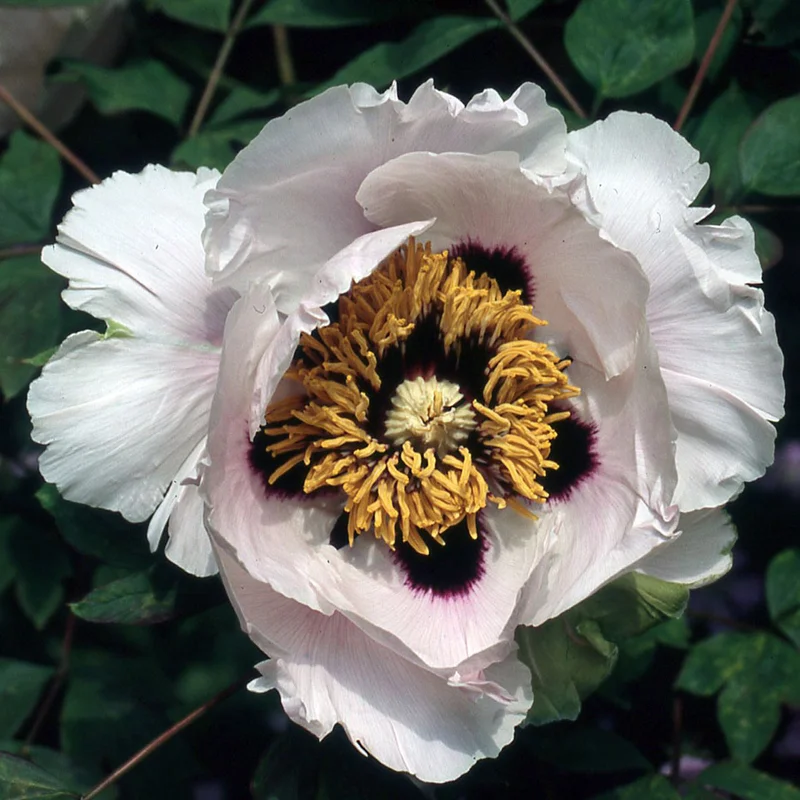 claireaustin-hardyplants3027721